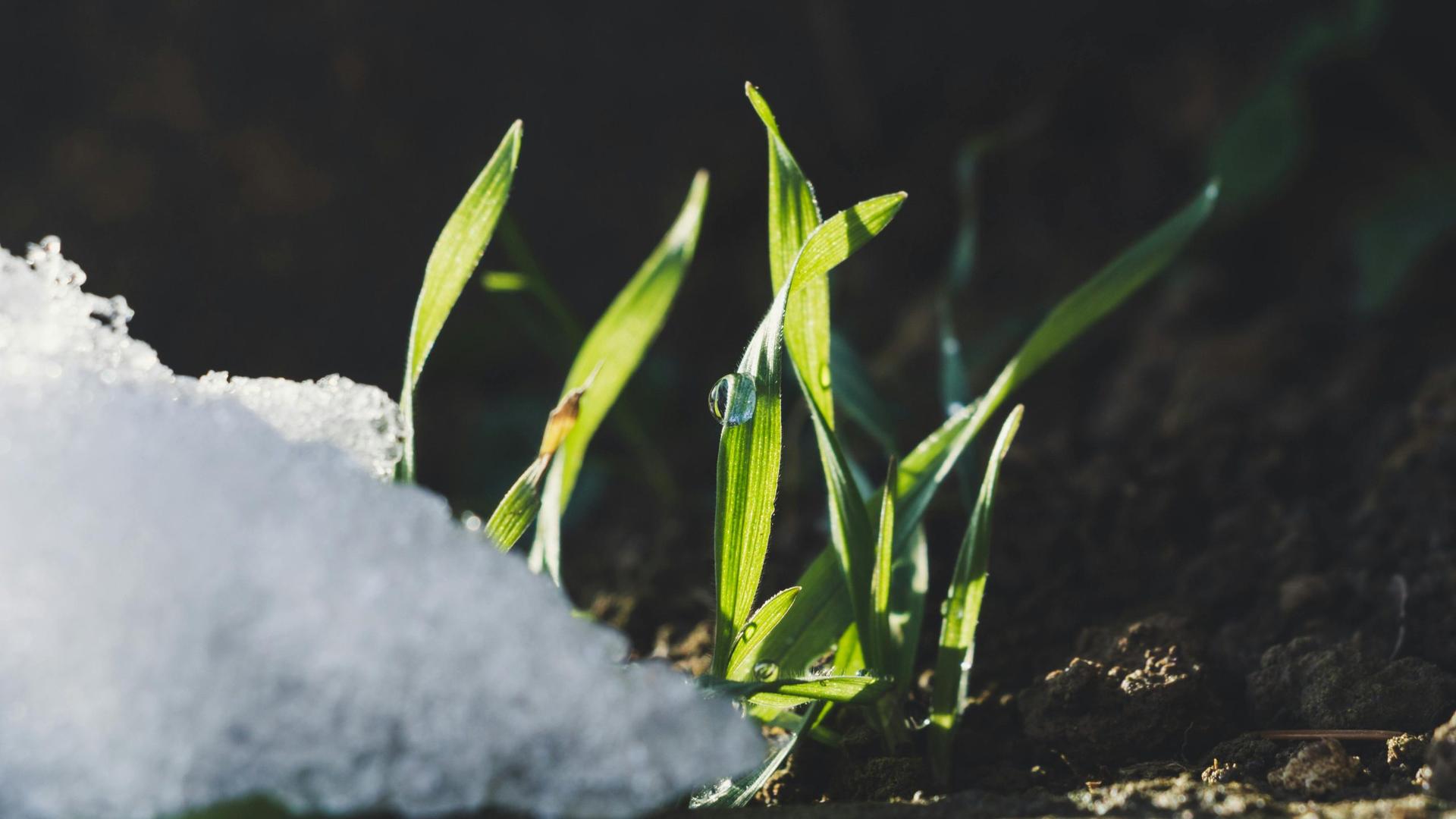 Mid Winter Thaw: Shatters Records