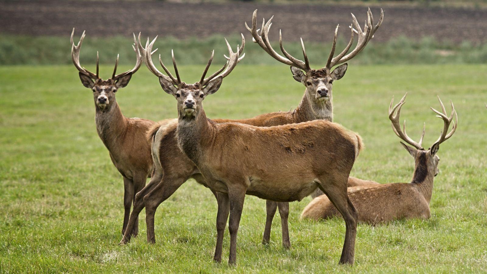 Chippewa County Deer Tests Positive for Chronic Wasting Disease