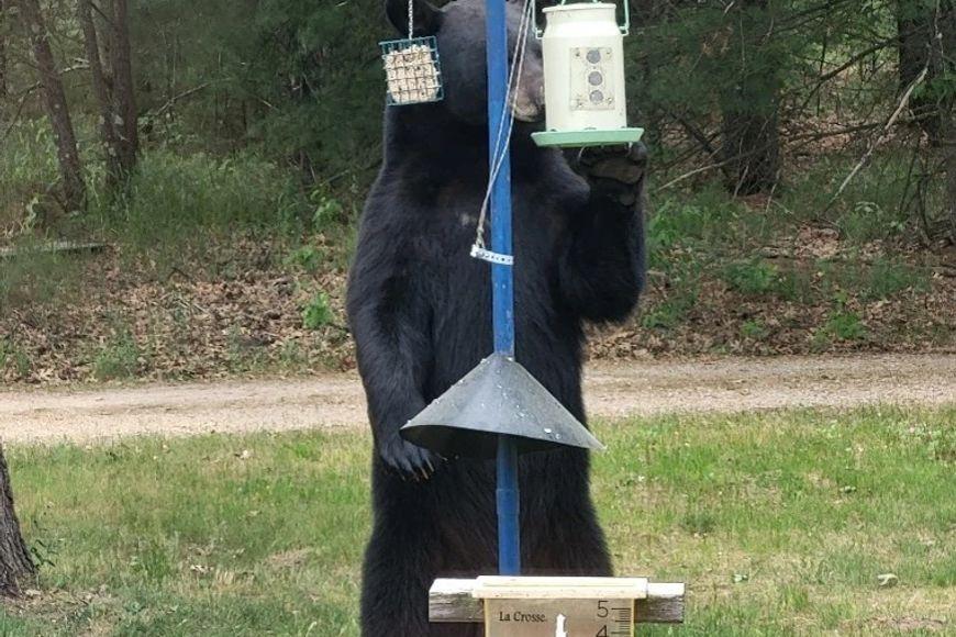 Keep your distance from wild animals (and especially bears) this spring