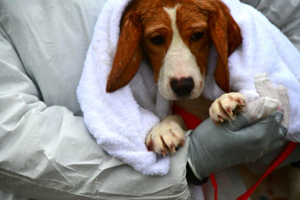 Activists charged, farm cited, after Ridglan beagle raid