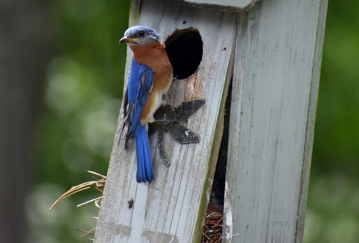Bluebird Nest Watch Training