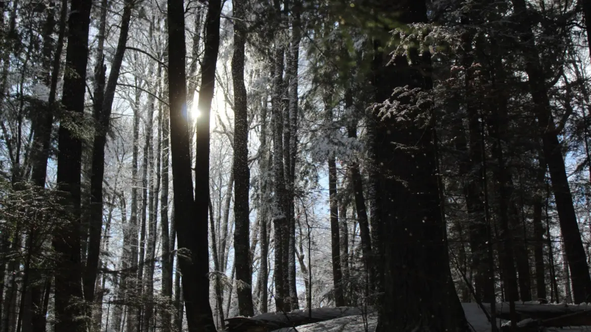 Forestry Council discusses Forestry Revitalization Act