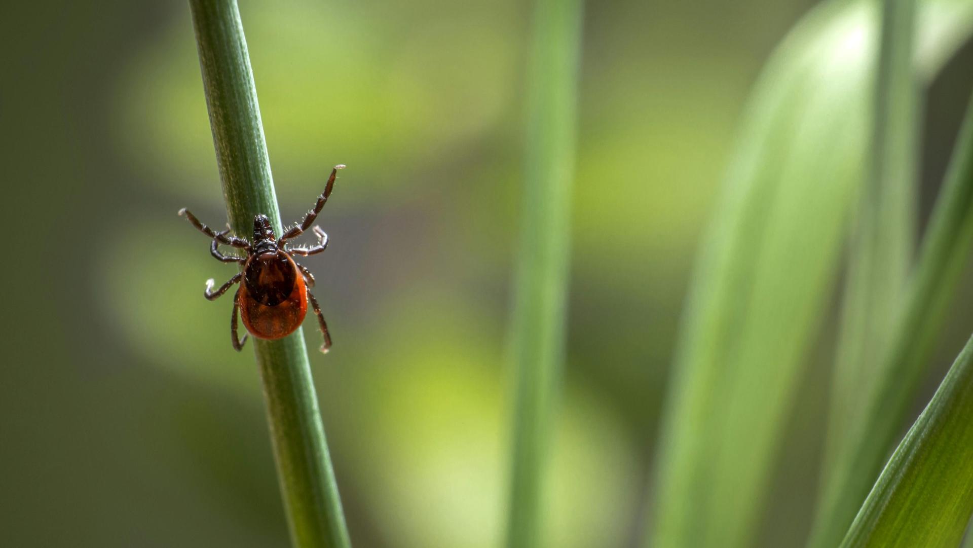 Update: Two Wisconsinites dead, eight have been hospitalized with rare tick-borne Powassan Virus