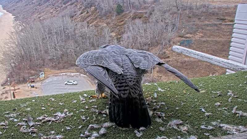 Port Washington Peregrine Falcons Perish, Likely Due to Bird Flu