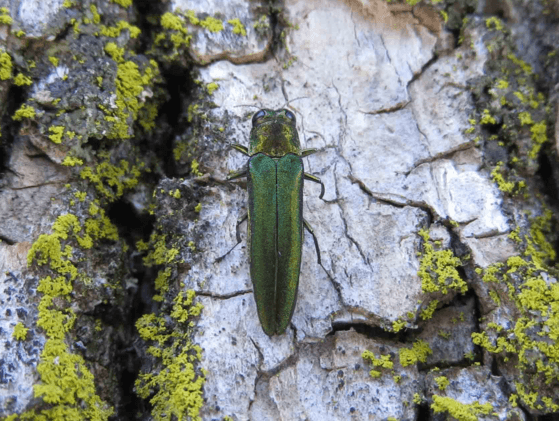 Spooner to Seek Grant Funding for Emerald Ash Borer Treatments