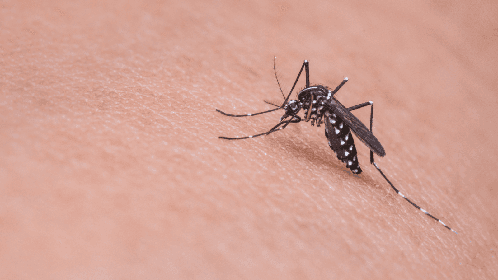 West Nile virus reported in Barron County resident; state’s first human case of 2025