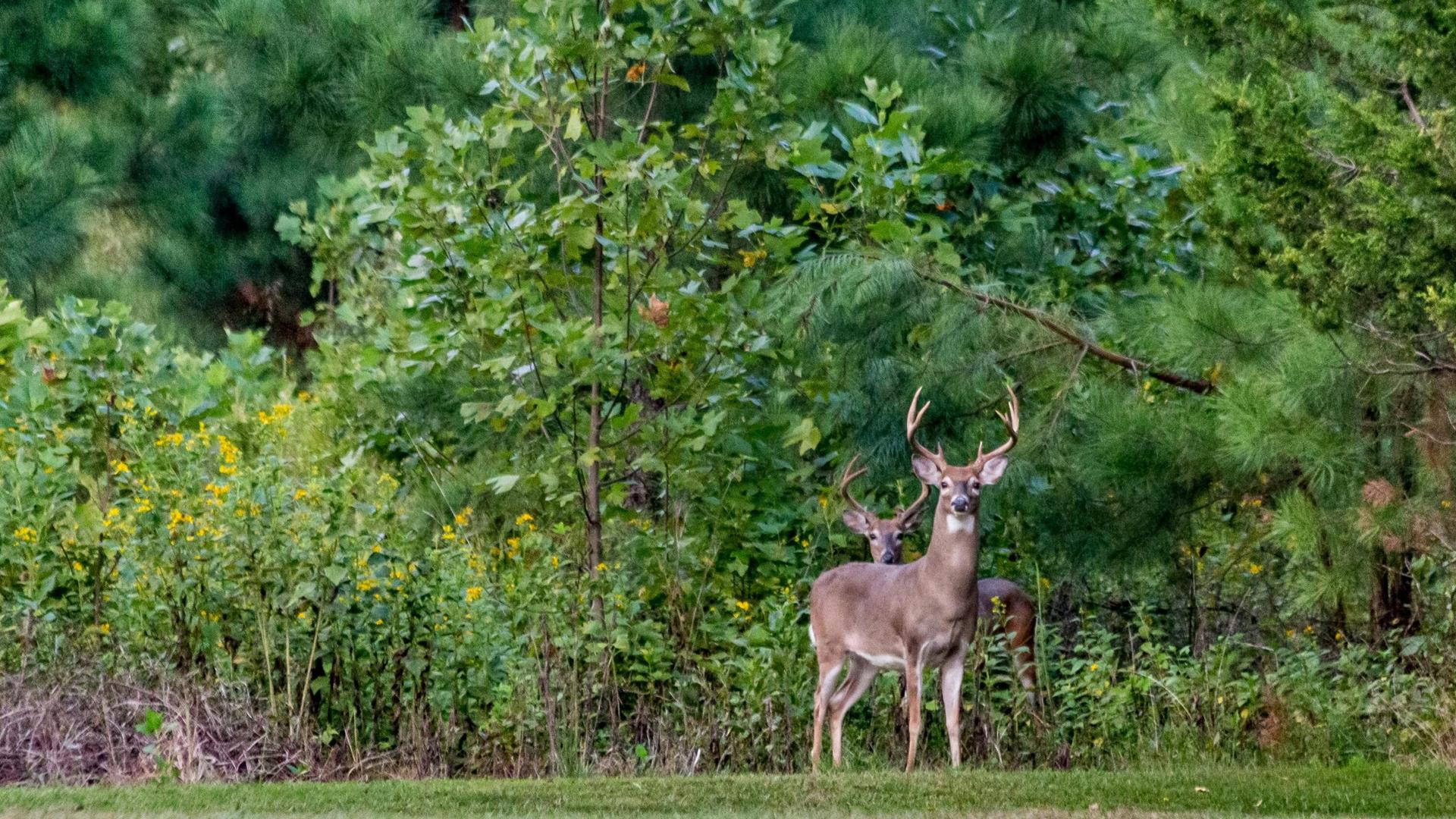 Chronic Wasting Disease found in Rock County deer