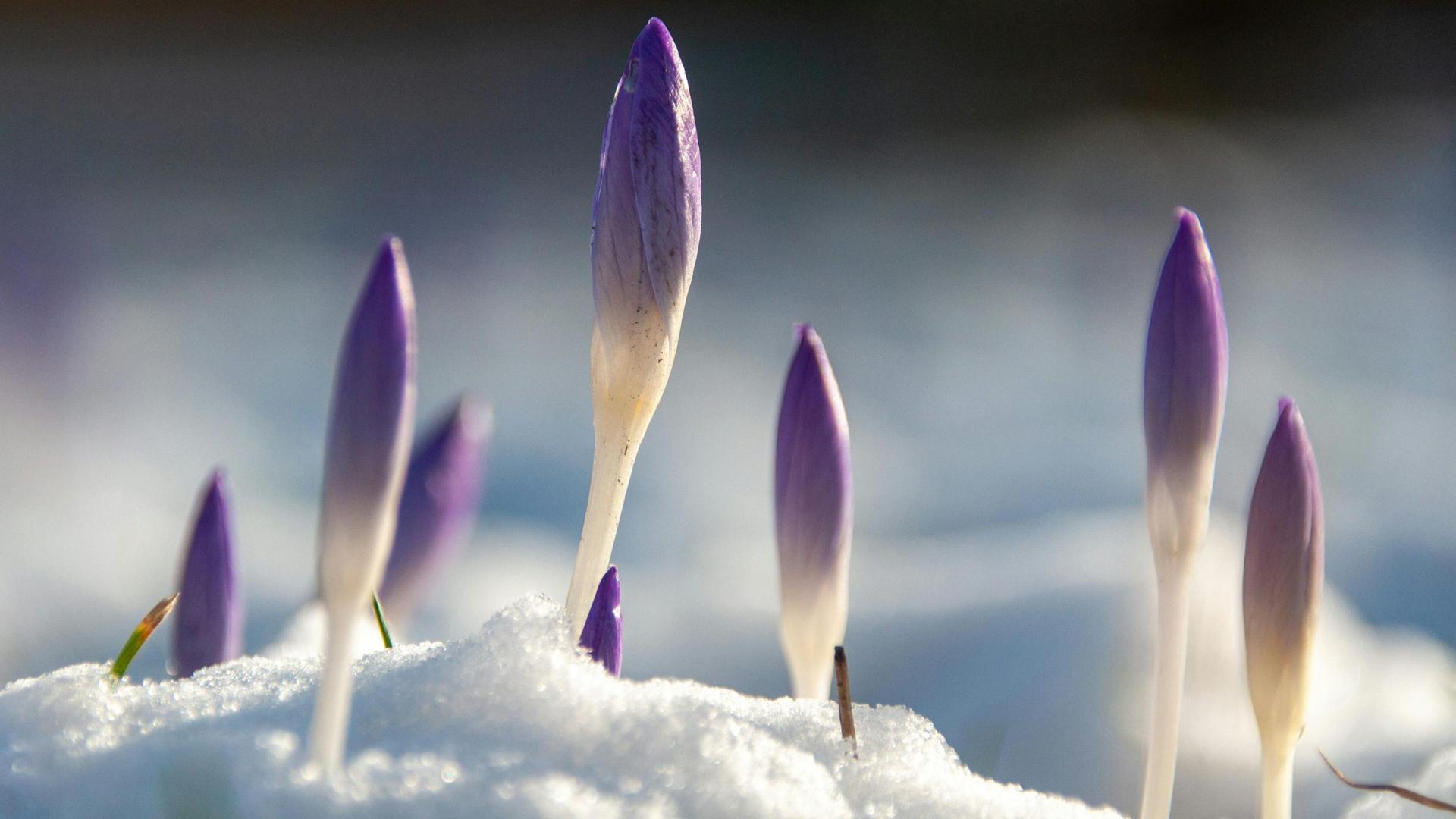Spring Has Sprung But Snow Won’t Stop In Wisconsin