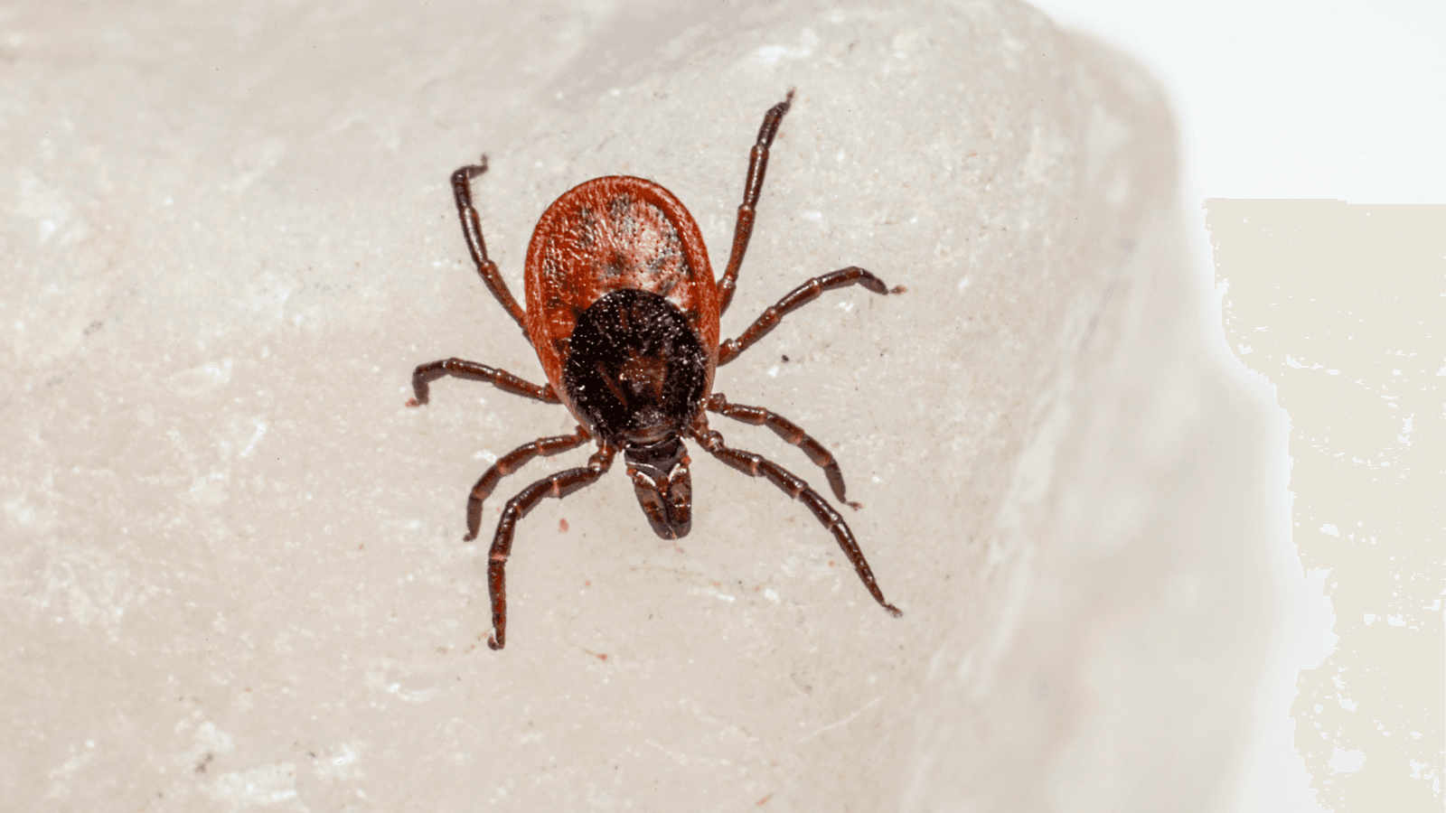 Experts warn residents of ticks that cause red meat allergy