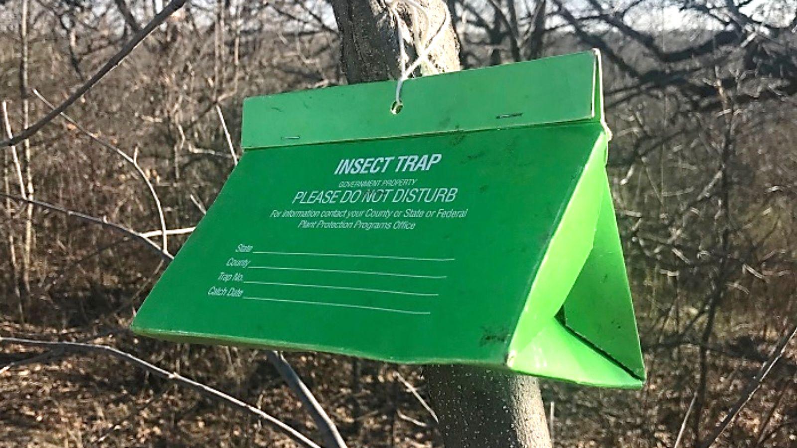 Western Wisconsin to See Thousands of Spongy Moth Traps Set