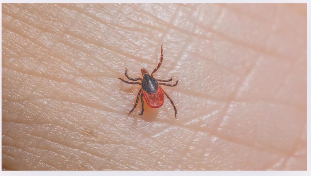 New Tick Species Raising Red Flags in Wisconsin this Summer